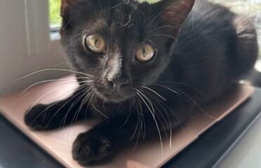 Dovanojama katė Šiauliuose – Joko