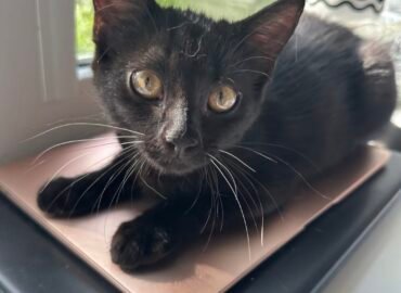 Dovanojama katė Šiauliuose – Joko