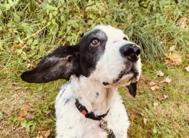 Dovanojamas šuo Šiauliuose – Vėjas