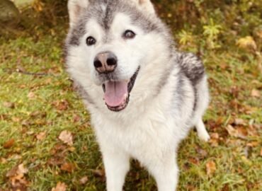 Dovanojamas šuo Šiauliuose – Aralas