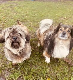 Du mieli šunys ieško namų