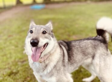 Dovanojama kalytė Šiauliuose – Lota