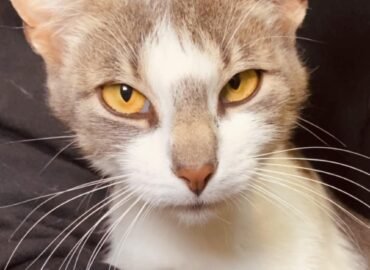 Katinas ieško namų Šiauliuose – Edis