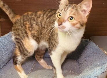 Katė ieško namų Šiauliuose – Davina