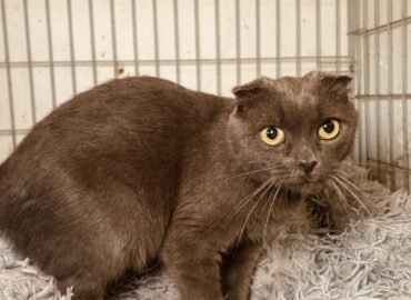 Katė ieško namų Šiauliuose – Laila