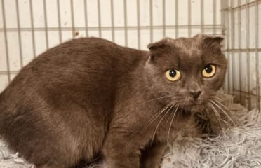 Katė ieško namų Šiauliuose – Laila