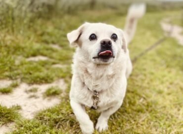 Dovanojamas šuo Šiauliuose – Džimukas