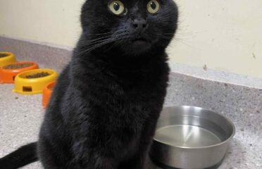 Dovanojama katė Kaune – Muranas