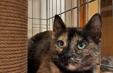 Dovanojama katė Kaune – Musė