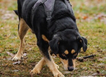 Dovanojamas šuo Linksmakalnyje – Nukas