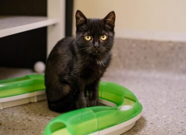 Dovanojama katė Kaune – Opalas