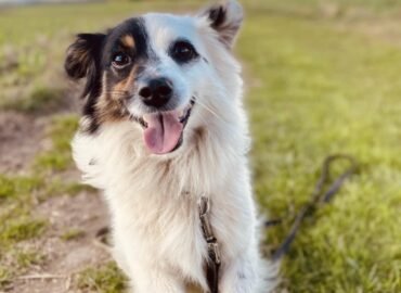 Dovanojamas šuo iš Verbūnų, Šiaulių raj – Pandukas