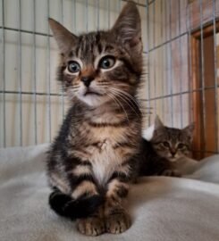 Dovanojama katė Kaune – Plutas ir Šilė