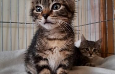 Dovanojama katė Kaune – Plutas ir Šilė