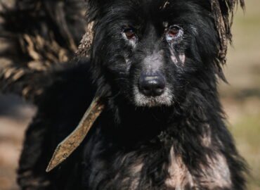 Dovanojamas šuo Linksmakalnyje – Rio