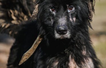 Dovanojamas šuo Linksmakalnyje – Rio