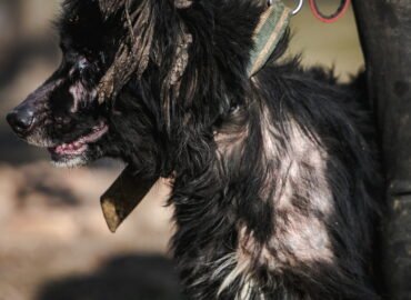 Dovanojamas šuo Linksmakalnyje – Rio