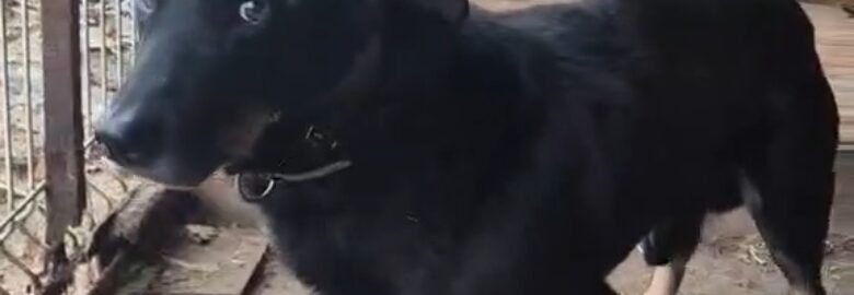 Dovanojamas šuo Šiauliuose – Rikis