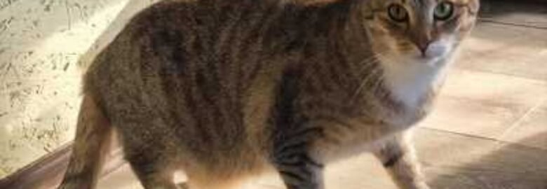 Dovanojama katė Mažeikiuose