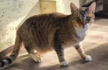 Dovanojama katė Mažeikiuose