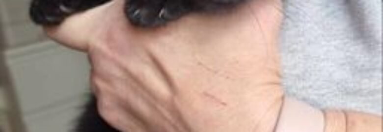 Dovanojama katė Mažeikiuose