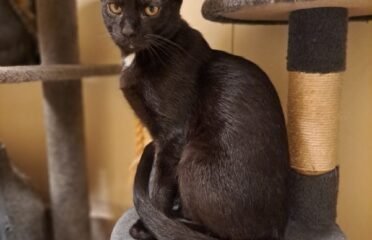 Dovanojama katė Kaune – Salemas