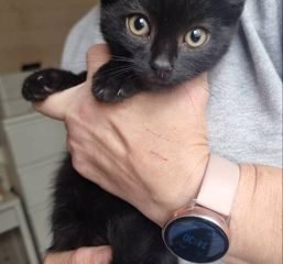 Dovanojama katė Mažeikiuose