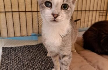 Dovanojama katė Kaune – Saša