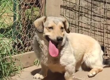 Šuo ieško namų Šiauliuose – Tankis