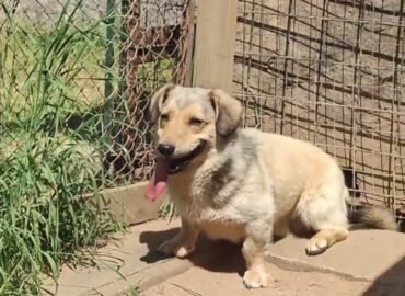 Šuo ieško namų Šiauliuose – Tankis