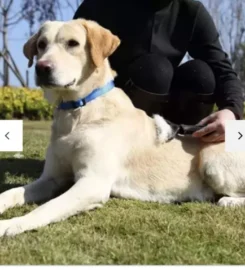 Plaukų šukos gyvūnams