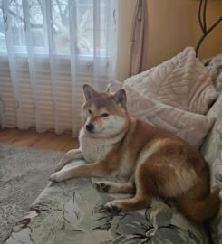 Šunų ir kačių priežiūra