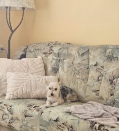 Šunų ir kačių priežiūra