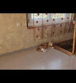 Šunų ir kačių priežiūra