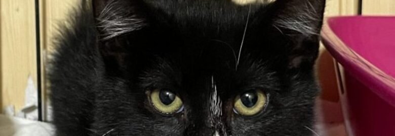 Dovanojama katė Kaune – Spyglys