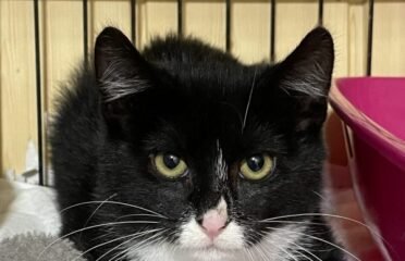 Dovanojama katė Kaune – Spyglys