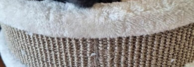 Dovanojama katė Kaune – Vakaris