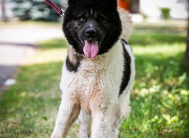 Šuo ieško namų Linksmakalnyje – Aiko