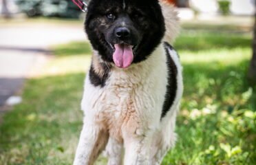 Šuo ieško namų Linksmakalnyje – Aiko