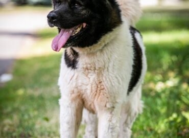 Šuo ieško namų Linksmakalnyje – Aiko