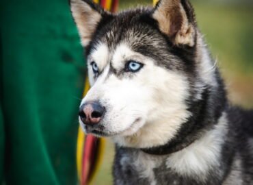 Šuo ieško namų Linksmakalnyje – Aira