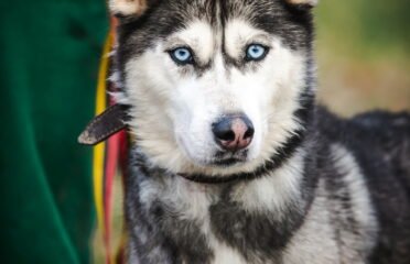 Šuo ieško namų Linksmakalnyje – Aira