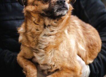 Dovanojamas šuo Linksmakalnyje – Albinukas