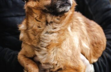 Dovanojamas šuo Linksmakalnyje – Albinukas