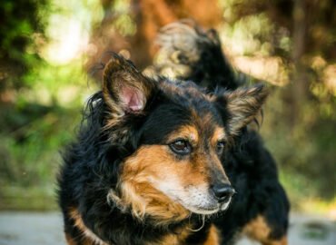 Šuo ieško namų Linksmakalnyje – Amsis