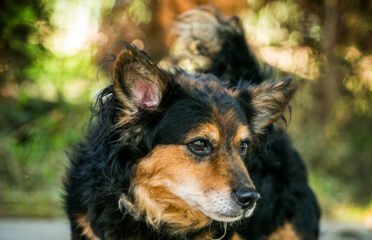 Šuo ieško namų Linksmakalnyje – Amsis