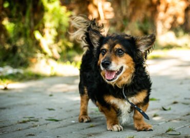 Šuo ieško namų Linksmakalnyje – Amsis