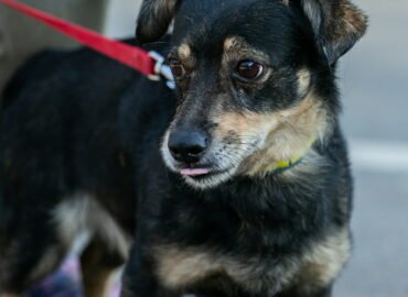 Dovanojamas šuo Linksmakalnyje – Amzis