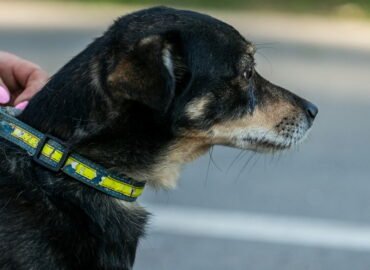 Dovanojamas šuo Linksmakalnyje – Amzis