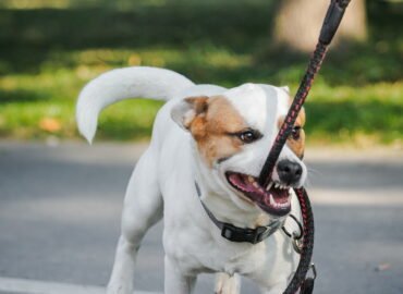 Dovanojamas šuo Linksmakalnyje – Arčis